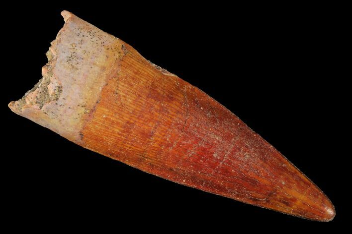 Spinosaurus Tooth - Beautiful Preservation! #98218